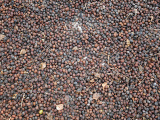 organic dry coffee seed. coffee beans background