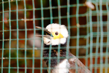 white face bird with blur green cage