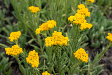 Close up view of helichrysum arenarium, immortel, dwarf everlast sunny yellow flowers on blurred...
