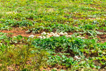 Plantation of a plant popularly known as Porongo (Lagenaria Siceraria) with fruits ready for harvest