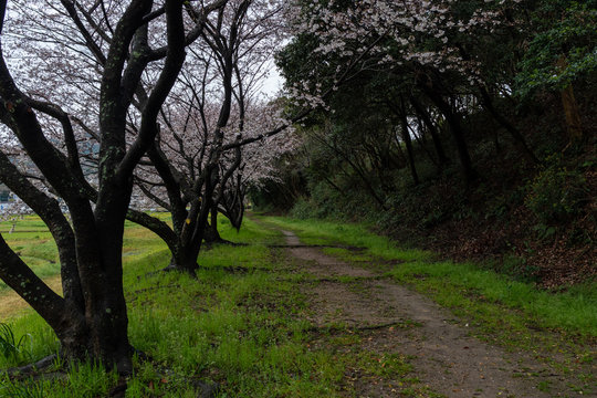 春の散歩道 © m.komiya