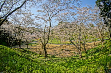 幻想的な森の中の満開の桜
