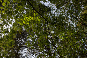 Obraz premium 森の中