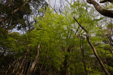 森林浴