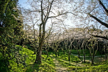 森の中の満開に咲く桜と緑色