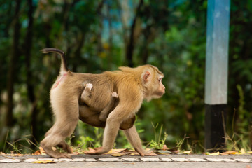The baby monkeys are attached to the monkey mother walking safely on the ground.
