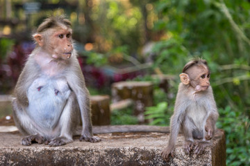 mother and bay monkey