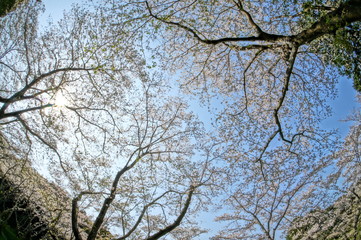 春の昼頃に咲く満開の桜並木を超広角レンズで撮影
