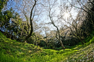 Fototapeta na wymiar 春の昼頃に咲く満開の桜並木を超広角レンズで撮影 