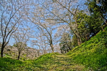 春の昼頃に咲く満開の桜並木を超広角レンズで撮影
