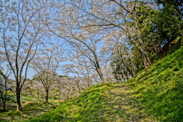 Fototapeta na wymiar 春の昼頃に咲く満開の桜並木を超広角レンズで撮影 