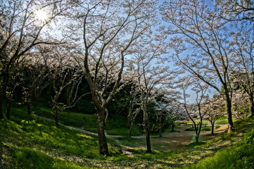 春の昼頃に咲く満開の桜並木を超広角レンズで撮影
