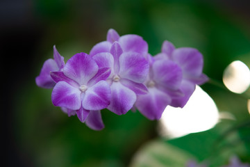 Fototapeta na wymiar Beautiful white purple moth orchid or phalaenopsis, tropical garden, flower background