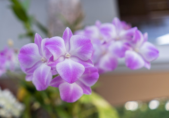 Beautiful white purple moth orchid or phalaenopsis, tropical garden, flower background