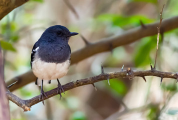 blackbird on a branch