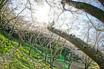 Fototapeta premium 幻想的な森の中の満開の桜 