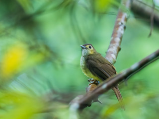 The Hairy-backed Bulbul (Tricholestes criniger) is a small bird, olive plumage above and yellowish below, with a slightly rounded tail and strong facial and back bristles.