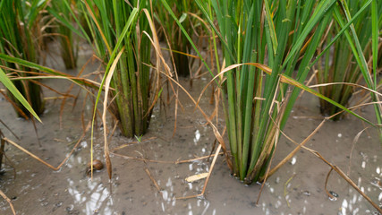 Rice roots with a water supply that is strong enough and fertile for an abundant harvest