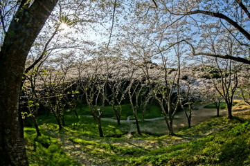 Fototapeta premium 幻想的な森の中の満開の桜 