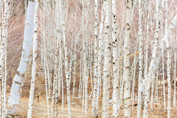 Obraz premium 겨울 