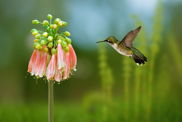 Tiny Hummingbird over green background