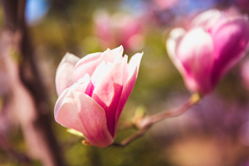 Obraz premium Bloomy magnolia tree with big pink flowers