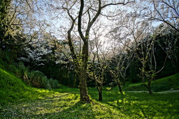 春の昼頃に咲く満開の桜並木を超広角レンズで撮影
