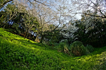 Fototapeta na wymiar 暖かい春の日差しと桜を広角カメラで撮影してみた