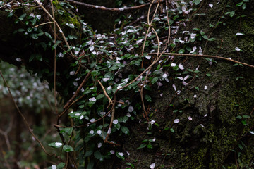 散った桜の花びら