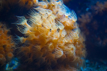 Coral in Oceanarium