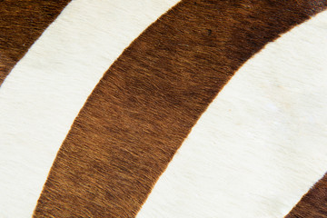 Brown fur background