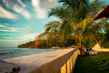 Naklejka na ściany i meble A palm on the shore line of a luxury property.