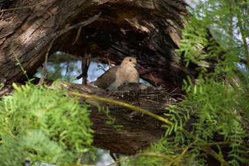 Morning Dove Perched in Tree with Chick
