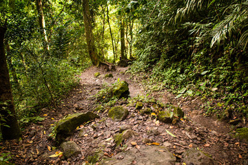 A dirty muddy trail on the side of a volcanic mountain in the humid jungles of Panama.