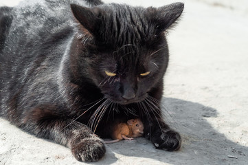 A small field mouse is hiding under a large black cat.