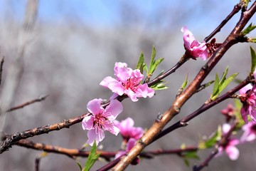 Spring blossom background. Beautiful nature scene with blooming tree and sun flare. Sunny day. Spring flowers. Beautiful Orchard. Abstract blurred background. Springtime