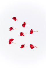 red pelargonium on the white background