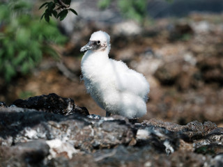 Nazca booby chick