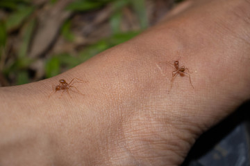 spider on a foot