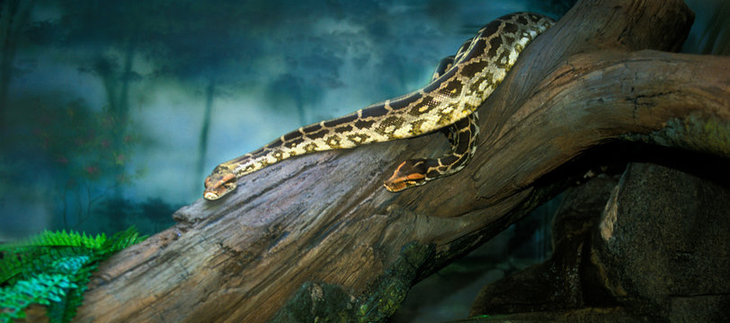 Two pythons slithering down the tree