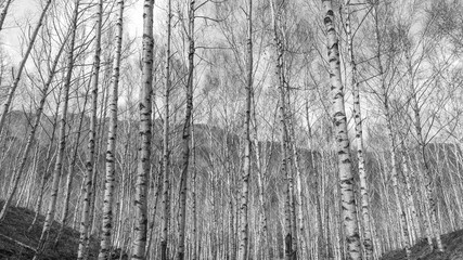 Fototapeta premium zimowy