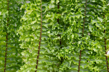 Fototapeta na wymiar Boston fern leaves closeup