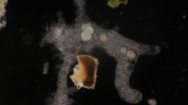 Amoebae move and feed by using pseudopods, which are bulges of cytoplasm formed by the coordinated action of actin microfilaments pushing out the plasma membrane that surrounds the cell.
