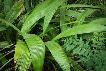 green foliage