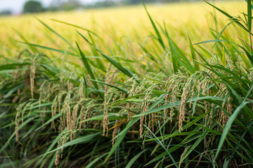 Photos of young shoots of rice in rice fields, agriculture