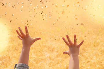 girl raising her hands in the wheat field during the sunset