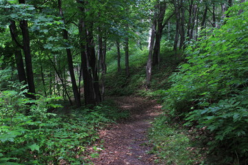Fototapeta premium In a hilly Park overgrown with tall grass among thickets of trees there is a winding path.