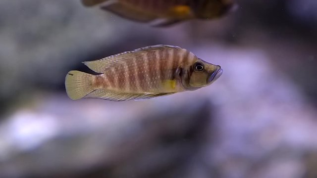 Fairy Cichlid Fish Floating On The Clear Water Inside The Aquarium - Closeup Shot