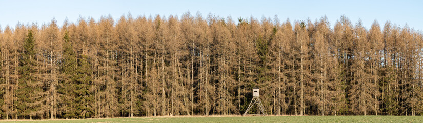 Trockenheit Borkenkäfer Waldsterben im Harz