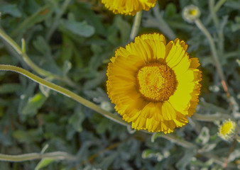 Beautiful yellow Desert Marigold (Baileya Multiradiata) in Superior, Pinal County, Arizona USA
